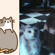 Illustration for article titled It’s time to remake the 1991 killer-cat movie iStrays/i